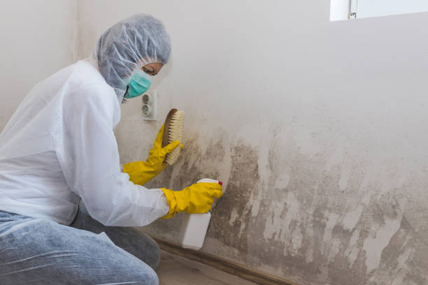 Mold Removal for HVAC Installations in Morgantown, PA