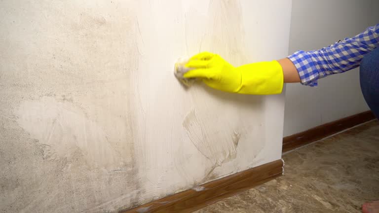 Best Black Mold Removal  in Morgantown, PA