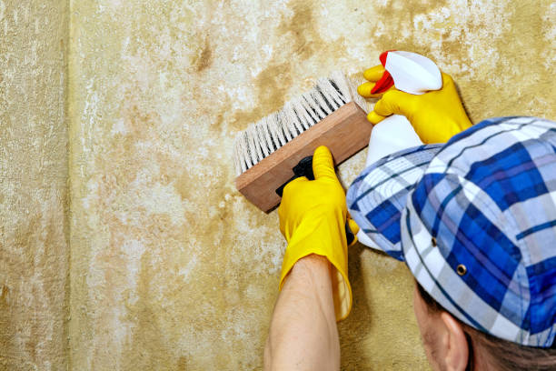 Best Water Damage & Mold Remediation  in Morgantown, PA