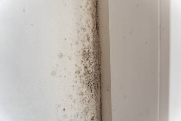 Best Emergency Mold Remediation  in Morgantown, PA