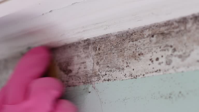 Morgantown, PA Mold Removal Company